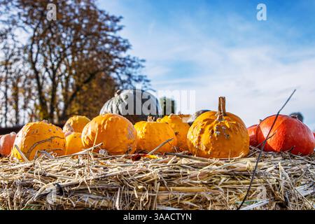 Lebhafte Herbstszene mit einer farbenfrohen Auswahl an Kürbissen und Kürbissen auf einem Strohballen. Perfekt für Halloween-Dekor, Erntefeste, Stockfoto