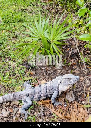 Ein großer Leguan, der in der Nähe einer grünen Palmenpflanze auf einem Waldboden liegt, der mit Blättern und Gras bedeckt ist. Perfekt für Tier- und Naturkonzepte. Stockfoto