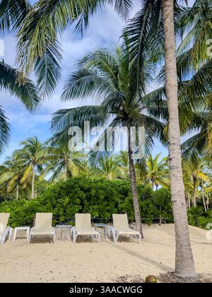 Reihen von Liegestühlen unter hohen Palmen an einem tropischen Sandstrand mit üppigem Grün und klarem blauem Himmel. Ideal für Urlaub und Entspannung Stockfoto