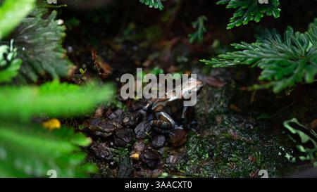 Giftpfeilfrosch oder Dartgiftfrosch oder Pfeilfrosch, Familie Dendrobatidae. Tiere in Terrarien. Stockfoto