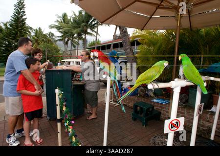 Dezember 30, 2014 - Hawaii, USA - Papageien zum Fotografieren mit den Touristen in der Nähe des emblematischen und alten Gebäudes Court und Gefängnis von Lahaina. Maui. Hawaii. Seit seiner Eröffnung im Jahr 1860 diente das Lahaina Courthouse als Zollhaus für Walfang- und Handelsschiffe sowie als Zentrum für Regierungsämter und Gerichtsfunktionen während der Monarchie. Das „Lahaina Court & Customs House“ wurde zwischen 1858-1859 auf dem Gelände des alten Forts erbaut und wurde mit Korallenblöcken und anderen Materialien aus Kamehamehas unvollendetem Westpalast (Hale Piula) gebaut, der während eines F zerstört wurde Stockfoto
