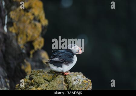 Atlantischer Papageientaucher auf moosigen Klippen bei Latrabjarg, Westfjorden, Island. Stockfoto