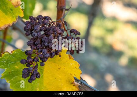 Nahaufnahme von verschrumpelten getrockneten, verwelkten Trauben, die an einer Rebe hängen, umgeben von herbstgelben Blättern. Rosinencluster. Weinbereitung, Trocknung der Trauben Stockfoto