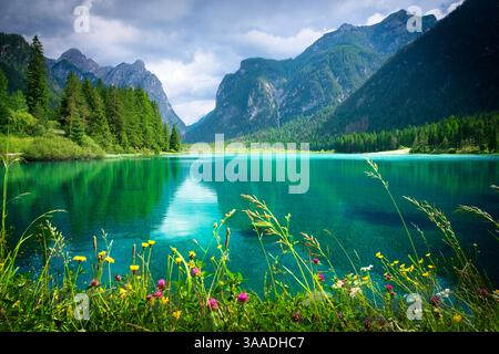 Landschaft des Toblacher Sees oder des Toblacher Sees. Reflexion der Berge im Wasser des Sees und Blumen im Vordergrund. Dolomiten, Pustertal Stockfoto