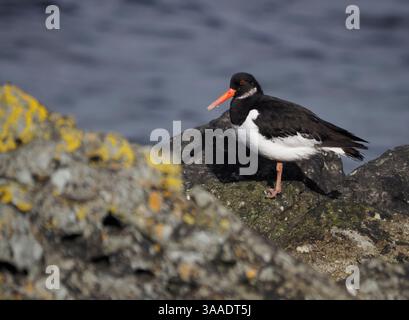 Eurasischer Austernfänger (Haematopus ostralegus), Lochranza, Arran, Schottland Stockfoto