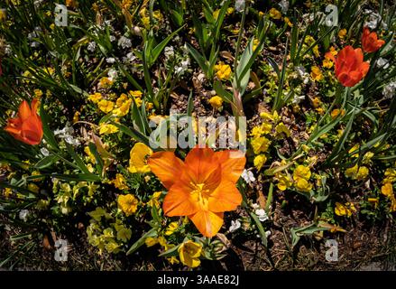 Blick von oben nach unten in ein offenes Tulpenfeld mit leuchtenden Tulpen in voller Blüte, die im Frühling einen farbenfrohen Wandteppich schaffen. Stockfoto