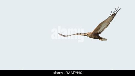 Nahaufnahme einer fliegenden westlichen sumpfweide (Circus aeruginosus) , Minimalismus, Hintergrund des weißen Himmels, Kopierraum, Negativraum, 16:9 Stockfoto