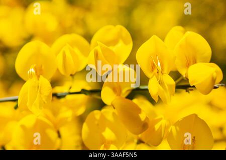 Besenginster Cytisus scoparius in Blüte, Sachsen, Deutschland *** Besen Cytisus scoparius in Bloom, Sachsen, Deutschland Stockfoto
