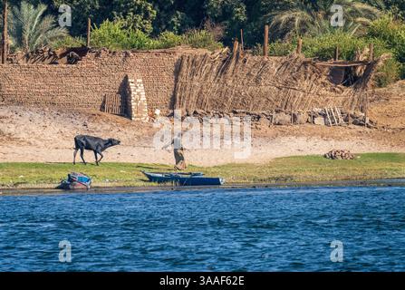 Edfu, Ägypten – 3. November 2024: Ein Bauer führt eine protestierende Kuh entlang des Ufers des Nils Stockfoto
