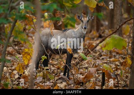 Männliche indische nilgai (blauer Bulle), die in Trockenwald im Panna Tiger Reserve, Indien, stehen Stockfoto