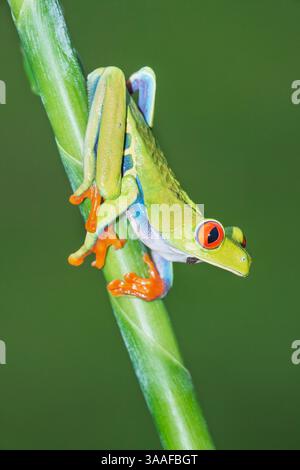 Rotaugen-Baumfrosch (Agalychins callydrias) auf grünem Stamm, Sarapiqui, Costa Rica Stockfoto