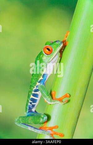 Rotaugen-Baumfrosch (Agalychins callydrias) klettert grünen Stamm, Sarapiqui, Costa Rica Stockfoto