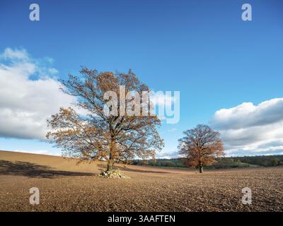 Einsame Eichen auf Pflugfeld unter blauem Himmel mit Wolken im Herbst, Burgenlandkreis, Sachsen-Anhalt, Deutschland, Europa Stockfoto