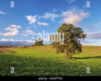 Grünes Feld mit einsamer Eiche unter blauem Himmel mit Wolken im Herbst, Burgenlandkreis, Sachsen-Anhalt, Deutschland, Europa Stockfoto