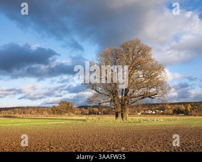Pflugfeld mit großer einsamer Eiche unter blauem Himmel mit Wolken im Herbst, Riesenbaum, Naturdenkmal, Thüringen, Deutschland, Europa Stockfoto