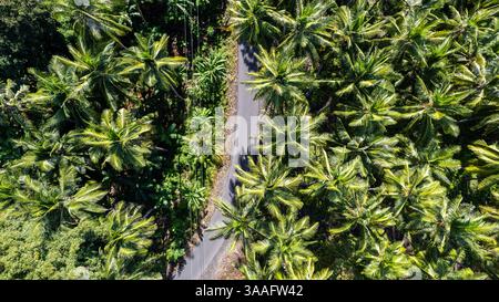 Eine schmale Straße führt durch eine üppige Kokospalmenplantage. Stockfoto