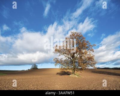 Einsame Eiche auf Pflügen unter blauem Himmel mit Wolken im Herbst, Burgenlandkreis, Sachsen-Anhalt, Deutschland, Europa Stockfoto