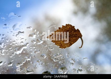 Herbstblatt auf Glas mit Tropfen gegen den Himmel Stockfoto