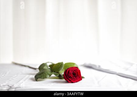 Rote Rose liegt am Valentinstag auf einem Bett Stockfoto