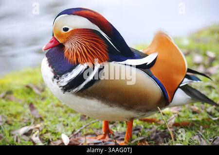 Eine Mandarinente in einem Park, Heilbronn, Deutschland, Europa Stockfoto