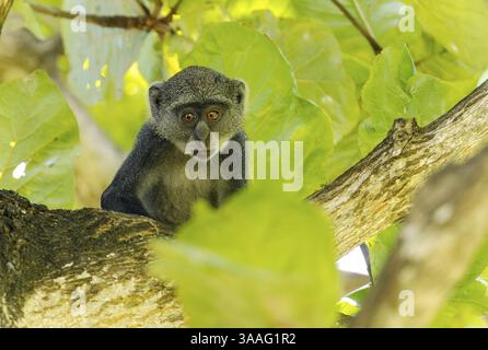 Weißkehliger Affe (Cercopithecus albogularis) in einem Baum, Kenia, Afrika Stockfoto