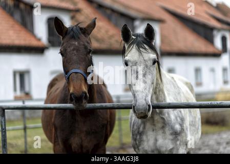 Zwei Lorpferde in einem Koppel auf einem Bauernhof in Ostpolen in Europa Stockfoto
