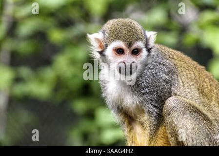Eichhörnchenaffen im Dschungel Südamerikas Stockfoto