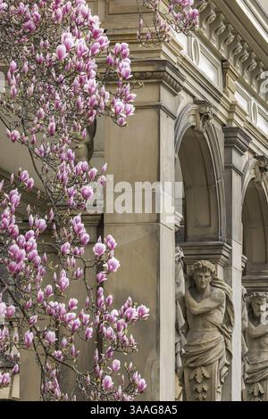 Magnolienblüte in Stuttgart. Im Frühling blühen im Stadtzentrum Magnolien. Pavillon der Villa Bohnenberger in Stuttgart Stadt c Stockfoto
