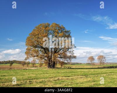Wiese mit großer einsamer Eiche unter blauem Himmel mit Wolken im Herbst, Riesenbaum, Naturdenkmal, Thüringen, Deutschland, Europa Stockfoto