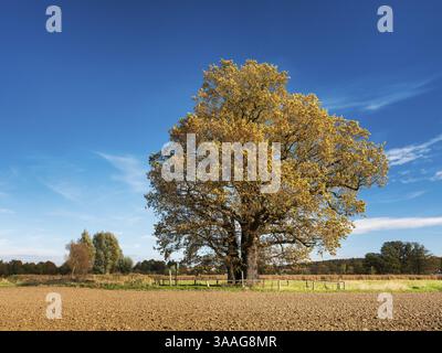 Pflugfeld mit großer einsamer Eiche unter blauem Himmel mit Wolken im Herbst, Riesenbaum, Naturdenkmal, Thüringen, Deutschland, Europa Stockfoto