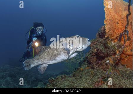 Taucher, der sich die beleuchteten Blicke auf Schwimme hinter großen Exemplaren von Riesenpufferfisch (Arothron stellatus) anschaut Sternpufferfisch, östlicher Indischer Ozean, Anda Stockfoto