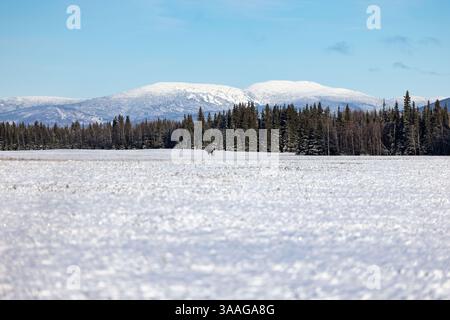 Elche stehen an einem sonnigen Herbsttag in Delta Junction, Alaska, auf einem schneebedeckten Feld vor Kiefern und Bergen in der Ferne. Stockfoto