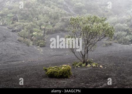 Vulkanisch am Vulkan Irazu in Costa Rica Stockfoto
