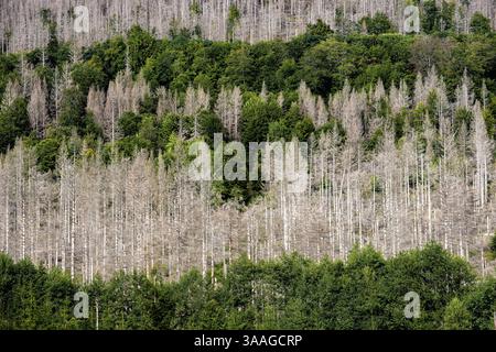 Tote Bäume in einem Kiefernwald aufgrund der globalen Erwärmung Stockfoto