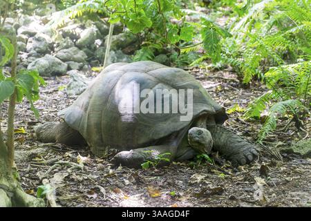 Eine Aldabra-Riesenschildkröte (dipsochelys gigantea), Cousininsel, Seychellen, Indischer Ozean, Afrika Stockfoto
