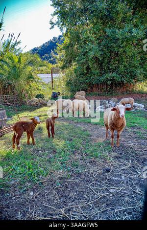 Schafe, die auf einer grünen Weide weiden, Eine rustikale Farm-Szene mit einer Schar Schafe, die friedlich auf einer üppigen grünen Weide weiden. Stockfoto