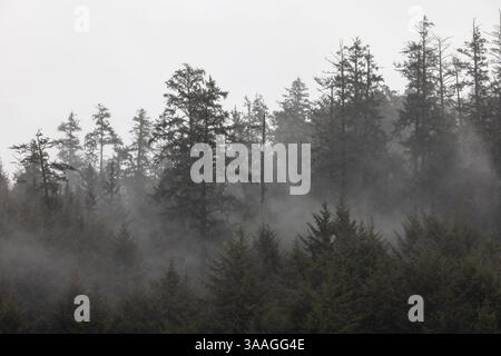 Sitka Fichte und Coast Redwood Forest in Nebelfetzen hinter Gold Bluffs Beach, Redwood National and State Parks, Kalifornien, USA Stockfoto
