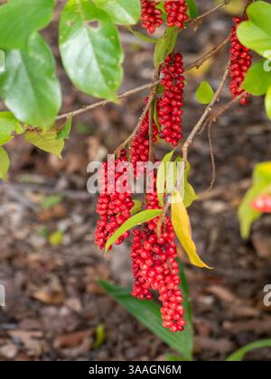 Leuchtend rote Beeren hängen an einem Johannisbeeren- oder Kirschbaum Antidesma Bunius, fast reif Stockfoto