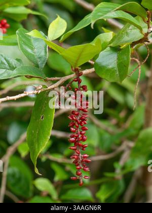 Kirschlorbeer Baum, Beeren und Bltter, detail Stockfotografie - Alamy