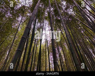 Ein flacher Blickwinkel mit dichten, hoch aufragenden Stangen im Arashiyama Bamboo Grove unter einem hellen Himmel, Kyoto, Japan Stockfoto