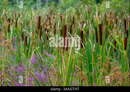 Cattail Stand am Meadow Pond, Great Brook Farm State Park, Carlisle, Massachusetts, USA, braune Samenköpfe über lila Loosestrife im Feuchtgebiet. Stockfoto
