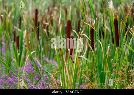 Raubkatzen mit violettem Loosestruf am Meadow Pond, Great Brook Farm State Park, Carlisle, Massachusetts, USA, Spätsommer-Vegetation und Samenköpfe. Stockfoto