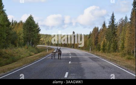 Hirsch mit Rehkitz auf der Straße im Herbstwald Stockfoto