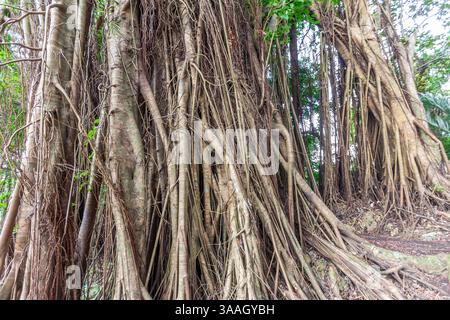 Ein riesiger Banyan-Baum mit Wurzeln, der von seinen Ästen bis zum Boden in Aklan, Philippinen, kaskadiert, schafft eine dramatische Naturszene Stockfoto