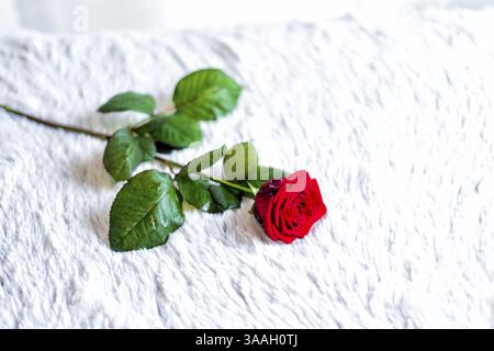 Rote Rose liegt am Valentinstag auf einem Bett Stockfoto
