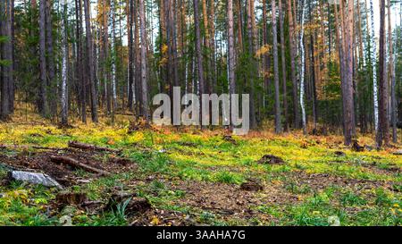 Glade auf einem Berghang in einem Mischwald. Birken und Kiefern im Herbstwald. Spaziergänge im Wald. Stockfoto