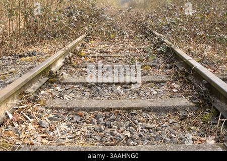 Rostige Bahngleise verschwinden in einem bewachsenen Wald und symbolisieren Verlassenheit und Verfall Stockfoto