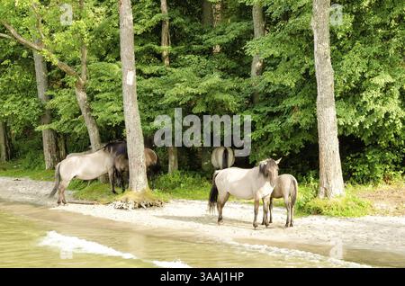 Wilde Pferde Stockfoto