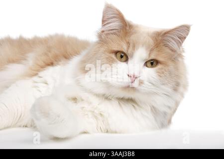 Ginger White Cat isoliert über weißem Hintergrund. Tierporträt Stockfoto