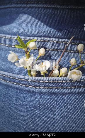 Großansicht wilde Kirschblüten in blauer Jeans Gesäßtasche einer Frau. Schöne Frühlingsmomente, lebenserweckendes Konzept Stockfoto